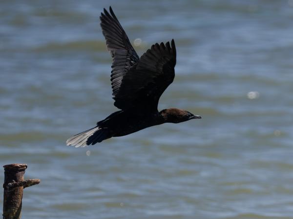 <h3>Microcarbo&nbsp;pygmeus / Pygmy&nbsp;cormorant / Dwergaalscholver</h3>OM-1 Mark II met OLYMPUS M.150-400mm F4.5, 1/2000 sec  bij F4.5, ISO 250, afstand 34.9&nbsp;m